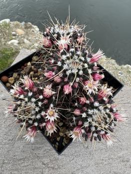 Mammillaria erythraea